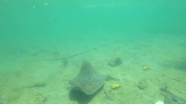 underwater view of two stingrays swimming next to each other