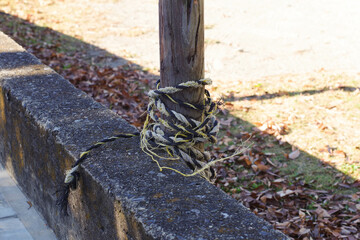 杭に巻き付いているボロボロになった虎ロープ