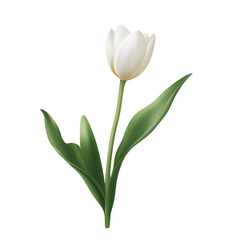 Fototapeta premium Single White Tulip on Transparent Background