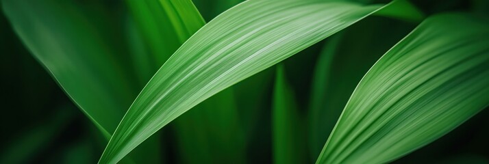 A close-up view of vibrant green leaves showcasing nature's intricacy, filled with rich textures and natural beauty that evoke serenity and freshness.