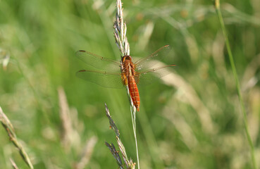 Feuerlibelle - Scarlet Darter