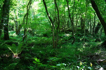 fresh ferns in the spring sunlight