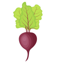 Single Red Beetroot Vegetable Illustration Isolated on White Background