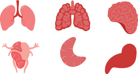 Human Body anatomy Internal Organs and parts Vector Set, Anatomical flat illustration isolated on white background, Organ icons. 