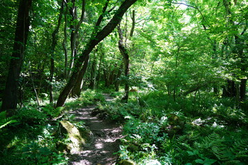 old spring forest and fine pathway