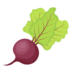 Single Red Beetroot Vegetable Illustration Isolated on White Background