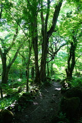 old spring forest and fine pathway
