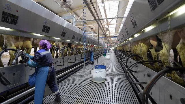Modern Automated Dairy Farm Milking Process  