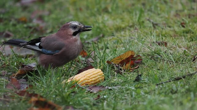 Eichelh&auml;her (Garrulus glandarius)     