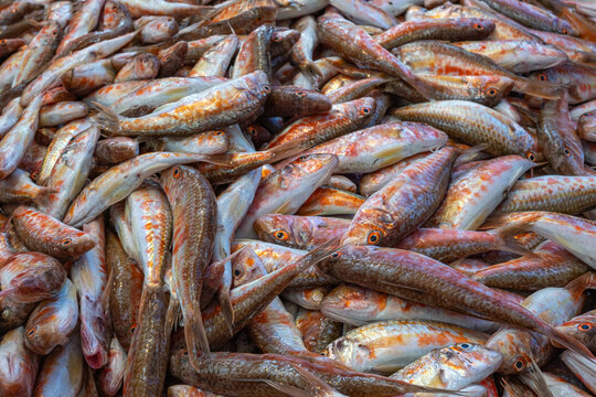 red mullet. fresh fish at the market. tekir or barbun.