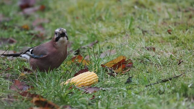 Eichelh&auml;her (Garrulus glandarius)     