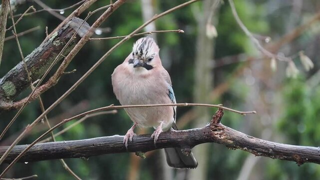 Eichelh&auml;her (Garrulus glandarius)     