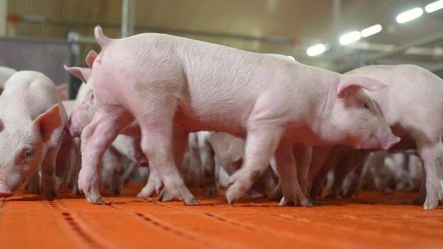 Group of piglets in modern pig farm eating and walking on orange floor 