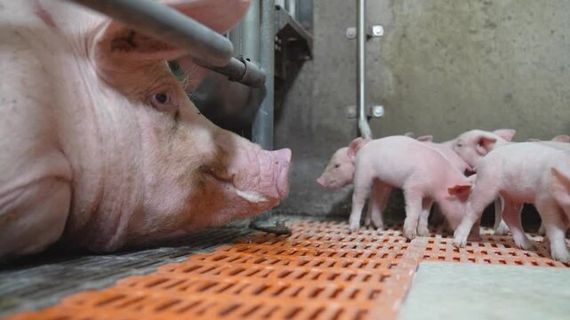 Mother Pig with Newborn Piglets in Modern Pig Farm