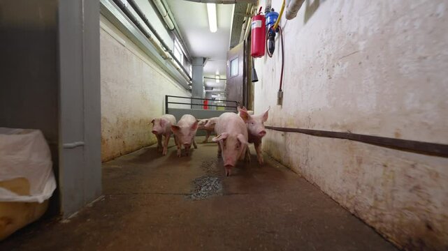 Piglets Walking in a Farm Corridor