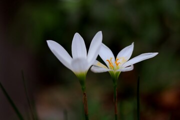 Fototapeta premium white rain lily Rain lilies Zephyranthes autumn zephyrlily, white windflower, white rain lily, and Peruvian swamp lily
