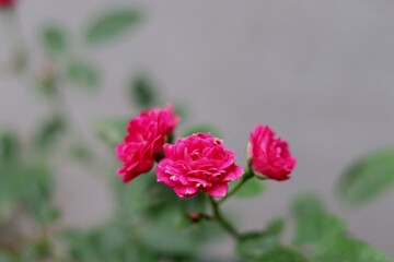 Bright pink miniature roses in bloom with soft green foliage in the background Button Rose