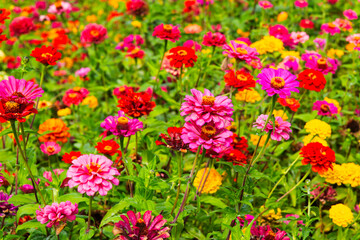 zinnia flower field in the park