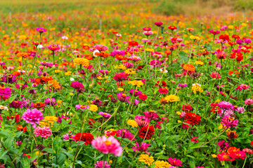 Fototapeta premium zinnia flower field in the park