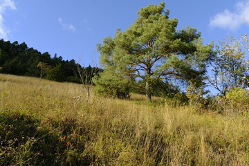 Naturschutzgebiet Haarberg zwischen den Weinorten Euerdorf und Wirmsthal im Abendlicht, Landkreis Bad Kissingen, Franken, Unterfranken, Bayern, Deutschland