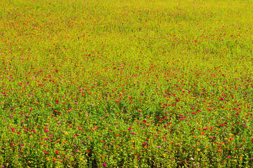 zinnia flower field in the park