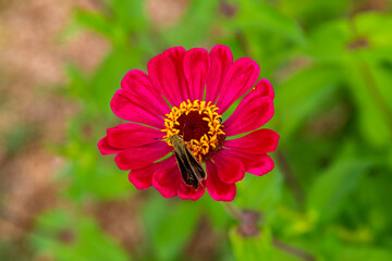 Close-up of the Zinnia flower in the park