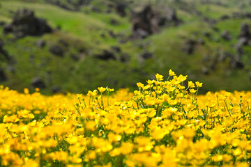 Bright flowers of blooming buttercups in the mountains
