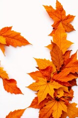 Fototapeta premium Vibrant Autumn Leaves Arrangement on White Background