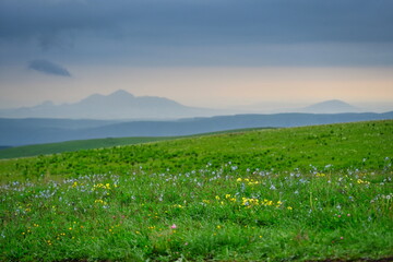 Wild field flowers on a mountain pasture