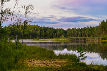 Typical Estonian Landscape of a Moorland Forest Lake Surrounded by Spruces and Firs with Reflection of the Beautiful Sky at Sunset in Golden Hour in Estonia