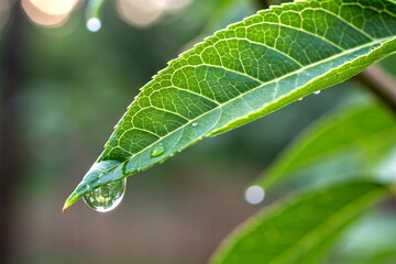 A single drop of water resting on a green leaf tip on natural background