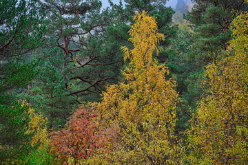 Yellow birch surrounded by coniferous autumn forest