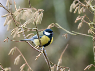 Obraz premium Kohlmeise (Parus major)