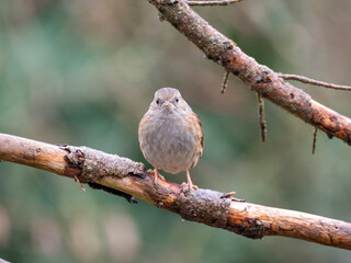 Heckenbraunelle (Prunella modularis)