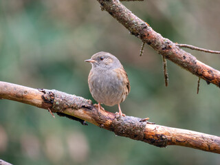 Heckenbraunelle (Prunella modularis)