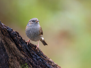 Heckenbraunelle (Prunella modularis)