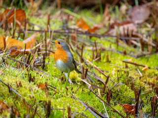 Rotkehlchen (Erithacus rubecula) 
