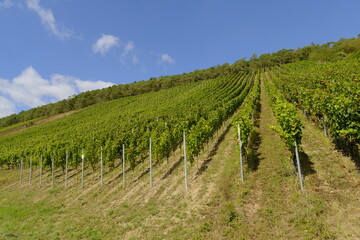 Obraz premium Weinberge bei Wirmsthal, Landkreis Bad Kissingen, Franken, Unterfranken, Bayern, Deutschland