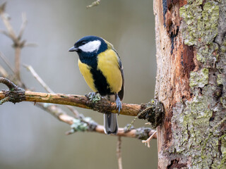 Kohlmeise (Parus major)
