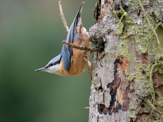 Kleiber (Sitta europaea)