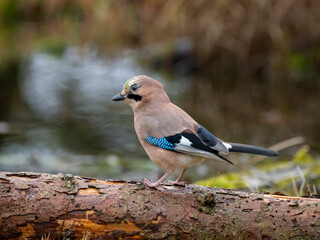 Eichelhäher (Garrulus glandarius)