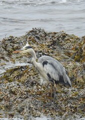Grey heron standing amongst seaweed at coast