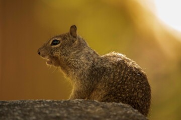 squirrel in the park