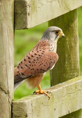 Eurasian kestrel perched on fence