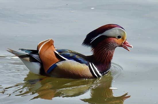Male mandarin duck on water