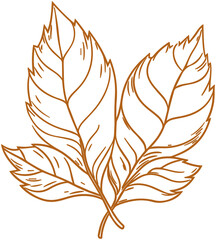 Obraz premium Pumpkin leaves