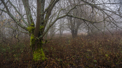 Abandoned orchard - Verlassener Obstgarten