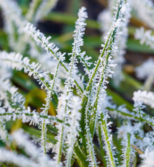 A field of grass covered in frost