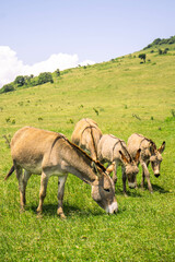 A herd of donkeys grazing on green grass on the hills on a sunny day