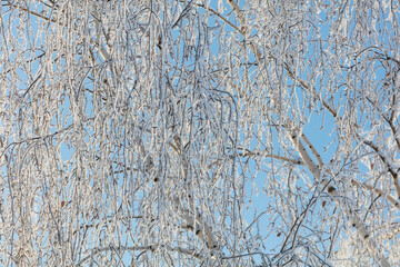 A tree with a lot of snow on it is in front of a blue sky